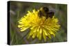 A Bumblebee-null-Stretched Canvas