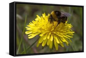 A Bumblebee-null-Framed Stretched Canvas