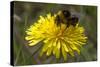 A Bumblebee-null-Stretched Canvas