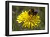 A Bumblebee-null-Framed Photo