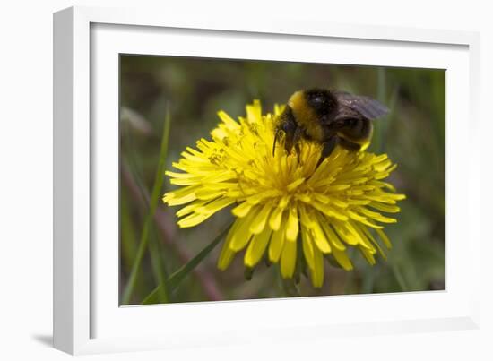 A Bumblebee-null-Framed Photo