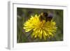 A Bumblebee-null-Framed Photo