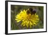 A Bumblebee-null-Framed Photo