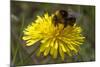 A Bumblebee-null-Mounted Photo