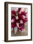 A Bunch of Fresh Radishes (Close-Up)-Foodcollection-Framed Photographic Print