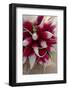 A Bunch of Fresh Radishes (Close-Up)-Foodcollection-Framed Photographic Print