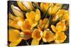 A Bunch of Golden Crocuses Long Established Garden-null-Stretched Canvas