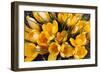 A Bunch of Golden Crocuses Long Established Garden-null-Framed Photographic Print