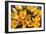 A Bunch of Golden Crocuses Long Established Garden-null-Framed Photographic Print