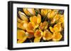 A Bunch of Golden Crocuses Long Established Garden-null-Framed Photographic Print