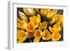 A Bunch of Golden Crocuses Long Established Garden-null-Framed Photographic Print