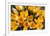 A Bunch of Golden Crocuses Long Established Garden-null-Framed Photographic Print