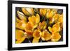 A Bunch of Golden Crocuses Long Established Garden-null-Framed Photographic Print