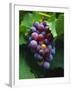 A Bunch of Grenache Grapes on the Vine, Australia-Steven Morris-Framed Photographic Print