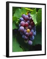 A Bunch of Grenache Grapes on the Vine, Australia-Steven Morris-Framed Photographic Print