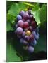 A Bunch of Grenache Grapes on the Vine, Australia-Steven Morris-Mounted Photographic Print