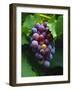 A Bunch of Grenache Grapes on the Vine, Australia-Steven Morris-Framed Photographic Print