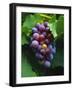 A Bunch of Grenache Grapes on the Vine, Australia-Steven Morris-Framed Photographic Print