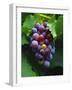 A Bunch of Grenache Grapes on the Vine, Australia-Steven Morris-Framed Photographic Print