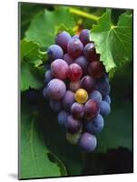 A Bunch of Grenache Grapes on the Vine, Australia-Steven Morris-Mounted Photographic Print