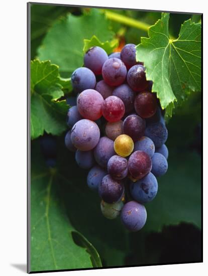 A Bunch of Grenache Grapes on the Vine, Australia-Steven Morris-Mounted Photographic Print