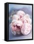 A Bunch of Pink Pastel Roses on a Blue Satin Background-Eugenio Franchi-Framed Stretched Canvas