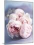 A Bunch of Pink Pastel Roses on a Blue Satin Background-Eugenio Franchi-Mounted Photographic Print