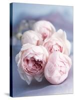 A Bunch of Pink Pastel Roses on a Blue Satin Background-Eugenio Franchi-Stretched Canvas