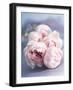 A Bunch of Pink Pastel Roses on a Blue Satin Background-Eugenio Franchi-Framed Photographic Print