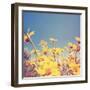 A Bunch of Pretty Balsamroot Flowers Done with a Soft Vintage Instagram like Effect Filter-graphicphoto-Framed Photographic Print