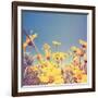 A Bunch of Pretty Balsamroot Flowers Done with a Soft Vintage Instagram like Effect Filter-graphicphoto-Framed Art Print