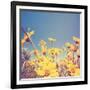 A Bunch of Pretty Balsamroot Flowers Done with a Soft Vintage Instagram like Effect Filter-graphicphoto-Framed Art Print