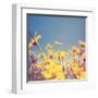 A Bunch of Pretty Balsamroot Flowers Done with a Soft Vintage Instagram like Effect Filter-graphicphoto-Framed Art Print