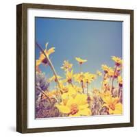 A Bunch of Pretty Balsamroot Flowers Done with a Soft Vintage Instagram like Effect Filter-graphicphoto-Framed Art Print