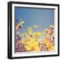 A Bunch of Pretty Balsamroot Flowers Done with a Soft Vintage Instagram like Effect Filter-graphicphoto-Framed Art Print