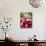 A Bunch of Radishes-Vanessa Colin-Photographic Print displayed on a wall