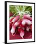 A Bunch of Radishes-Vanessa Colin-Framed Photographic Print