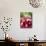 A Bunch of Radishes-Vanessa Colin-Mounted Photographic Print displayed on a wall