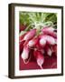 A Bunch of Radishes-Vanessa Colin-Framed Photographic Print