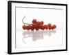 A Bunch of Redcurrants-Jean Gillis-Framed Photographic Print