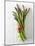 A Bundle of Green Asparagus-Paul Williams-Mounted Photographic Print