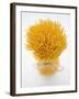 A Bundle of Spaghetti-null-Framed Photographic Print