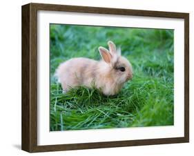 A Bunny Sitting on Green Grass-zurijeta-Framed Photographic Print