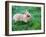 A Bunny Sitting on Green Grass-zurijeta-Framed Photographic Print