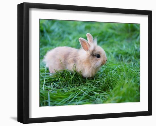 A Bunny Sitting on Green Grass-zurijeta-Framed Photographic Print