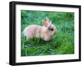 A Bunny Sitting on Green Grass-zurijeta-Framed Photographic Print