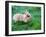 A Bunny Sitting on Green Grass-zurijeta-Framed Photographic Print