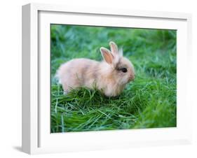 A Bunny Sitting on Green Grass-zurijeta-Framed Photographic Print