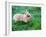 A Bunny Sitting on Green Grass-zurijeta-Framed Photographic Print