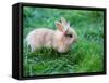 A Bunny Sitting on Green Grass-zurijeta-Framed Stretched Canvas